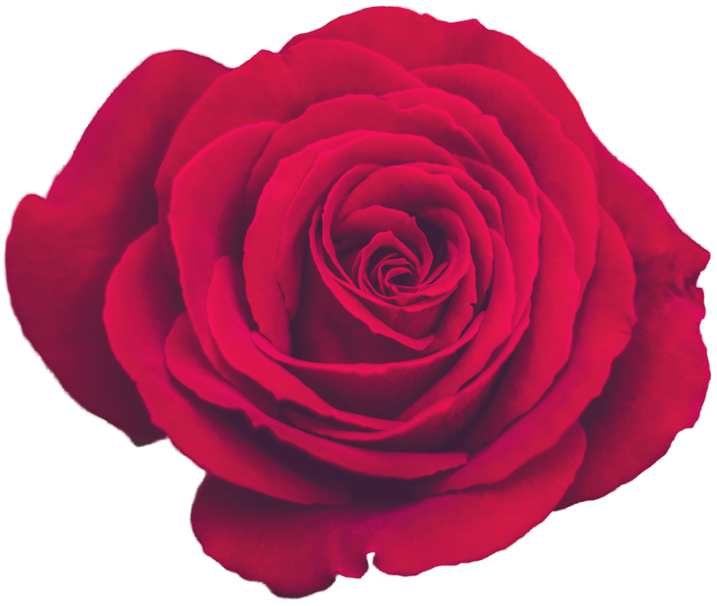 Decorative Vintage Red Rose