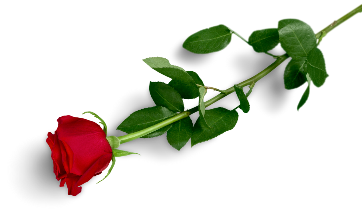 Red Rose with Green Stem