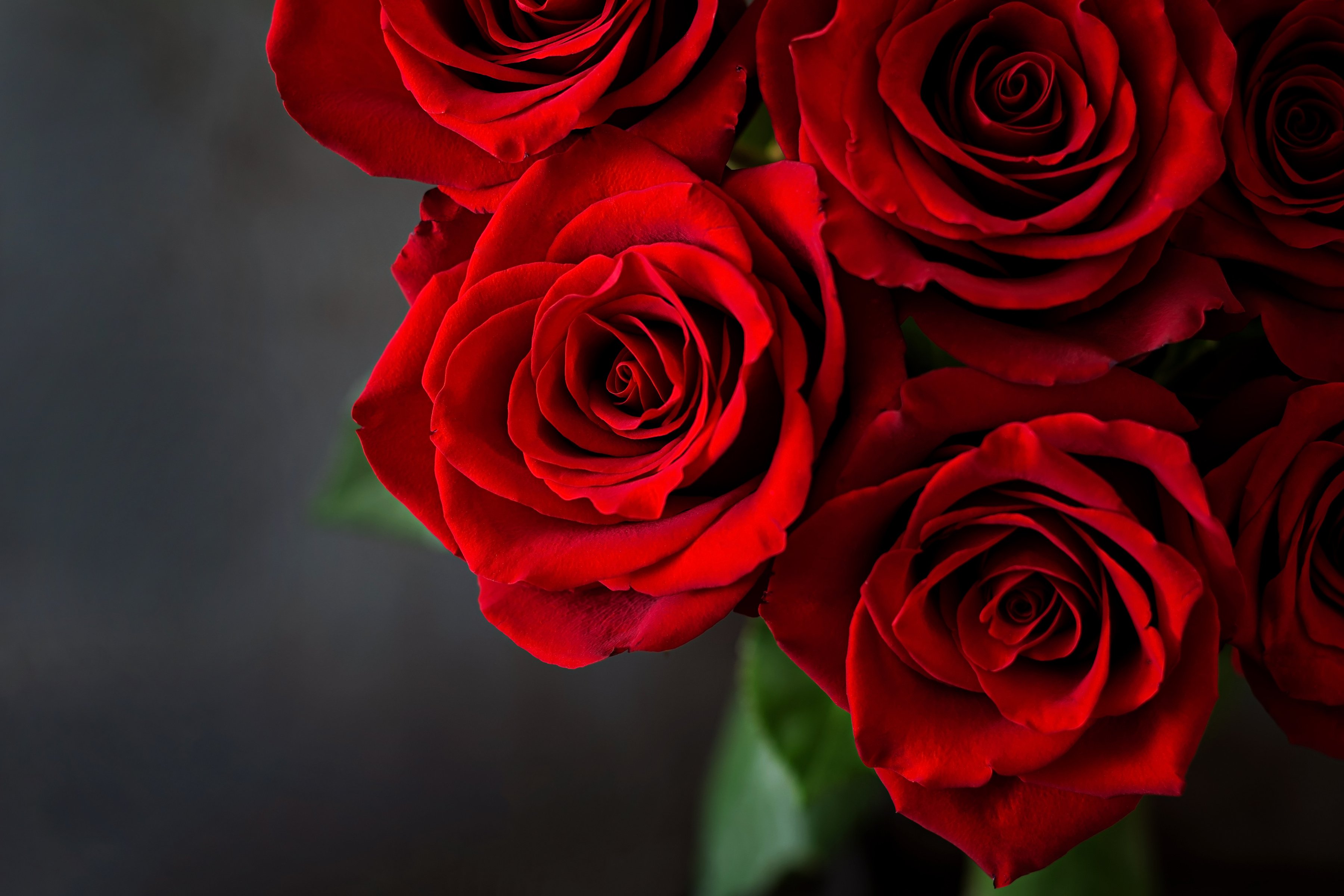 Bouquet of Red Roses 